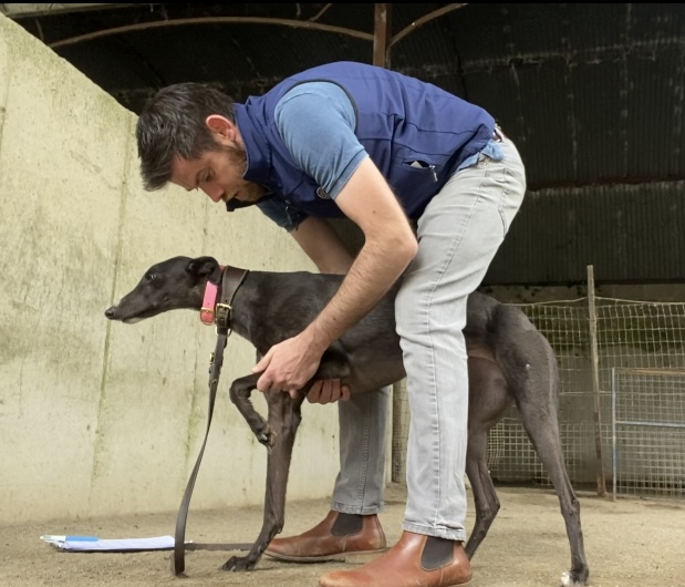 Therapy performed on canine